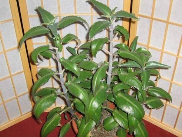 Лечебные свойства сока каланхоэ: закапывание в нос ребёнку