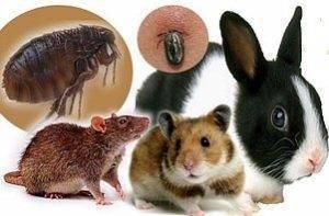 Бактерия синтия съедает всех. современное биооружие