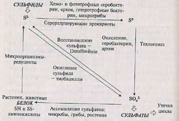 Азот почвы. круговорот азота в природе. биологическое связывание азота микробами-азотфиксаторами