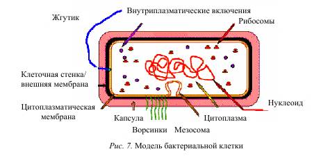 Цитоплазма: химический состав, строение и основные функции