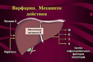Диета при приеме варфарина для быстрого и эффективного похудения на your-diet.ru. | здоровое питание, снижение веса, эффективные диеты