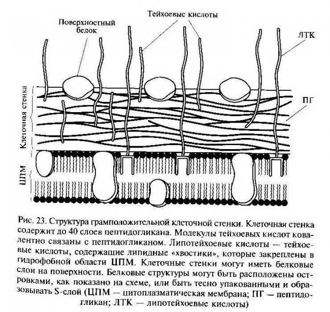 Состав клетки бактерии и функции цитоплазмы