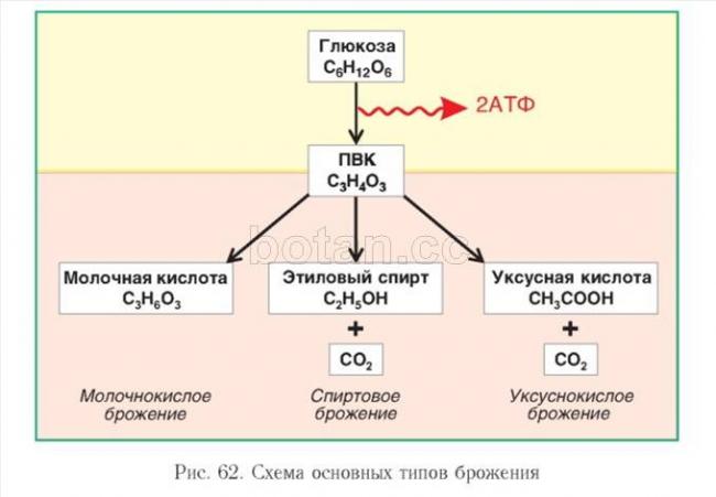 Бактерии и вещества в продуктах питания: полезные и не очень
