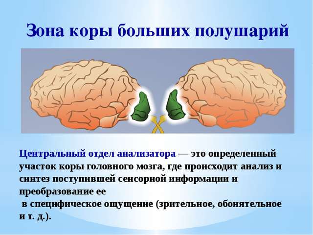 Бактерии — общая характеристика. классификация, строение, питание и роль бактерий в природе