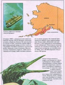 Синтия (бактерия)