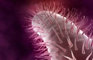 Препараты от хеликобактер пилори: лечение антибиотиками