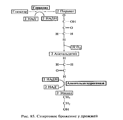 Польза или вред бактерий и дрожжей для человека
