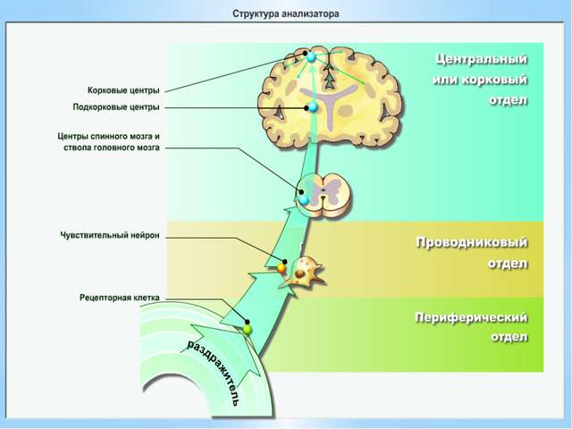 § 12. роль бактерий в природе и жизни человека