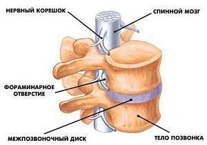 Отделы позвоночника человека за что отвечает каждый позвонок