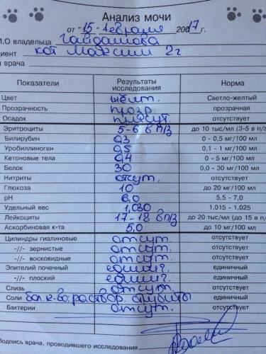 Бактерии в анализе мочи у ребенка — что это значит? факторы, которые способствуют возникновению бактериурии.