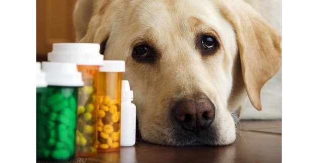 Отравление тубазидом собак и людей — симптомы и последствия