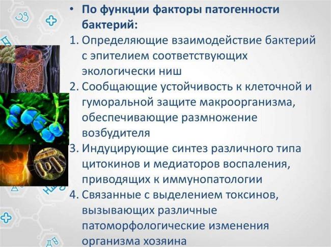 Какие функции выполняет цитоплазма в бактерии?