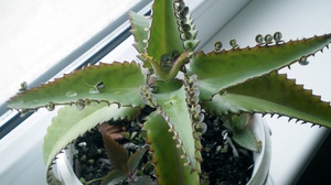 Каланхоэ при насморке