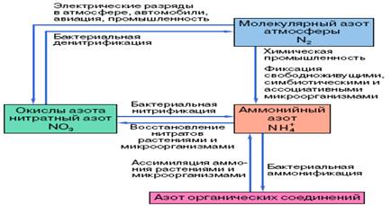 Бактерии азотфиксирующие