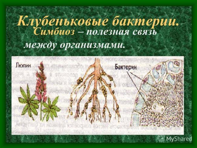 Урок биологии в 6 классе "распространение бактерий. значение бактерий в природе и жизни человека"