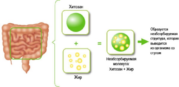 Хитозан Эвалар: отзывы врачей и покупателей, цена и инструкция по применению при похудении