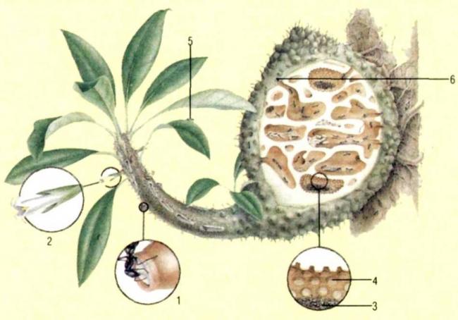 Симбиотические бактерии - symbiotic bacteria