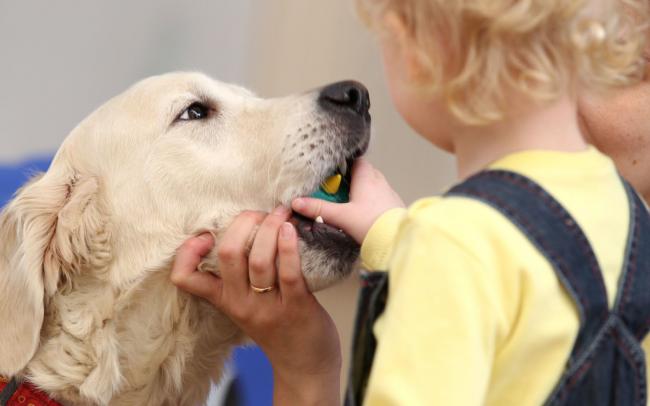 Отравление изониазидом у собак: признаки, лечение, меры предосторожности