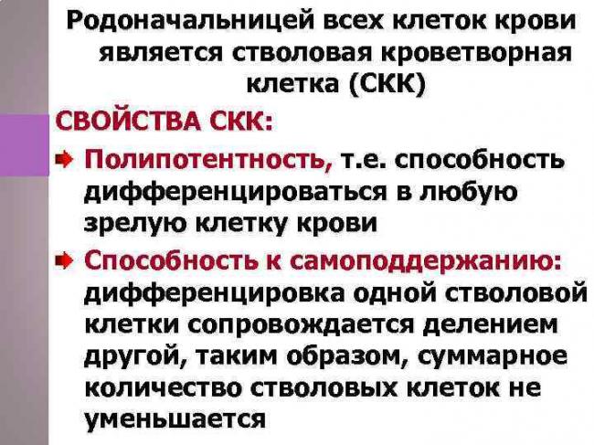 Что такое стволовые клетки и зачем они нужны? - hi-news.ru