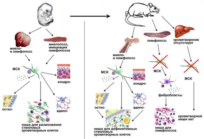Стволовая клетка : definition of стволовая клетка and synonyms of стволовая клетка (russian)