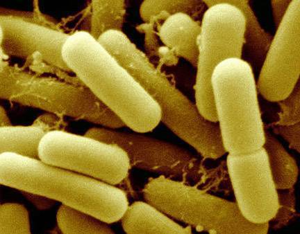 Группа молочнокислых бактерий: их физиолого-биохимические особенности, практическое значение, характеристика патогенных представителей молочнокислых бактерий