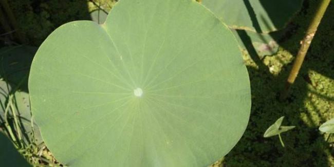 Капсулы для похудения Билайт