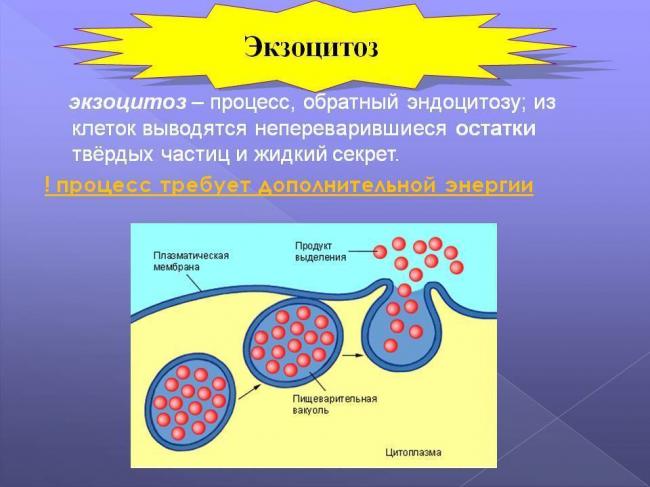 10 фактов о том, как паразиты, вирусы и бактерии помогают людям - hi-news.ru