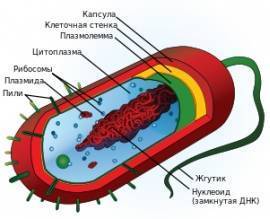 Искусственно созданная бактерия с именем синтия – биологическое оружие нового поколения. показания и противопоказания для вакцинации