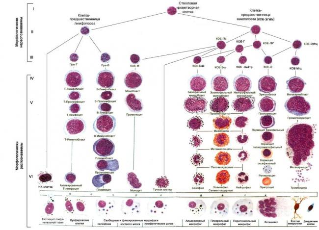 Читать книгу цитология н. с. стволинской : онлайн чтение - страница 2