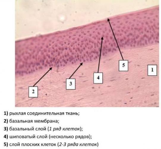 Бактериологический мазок