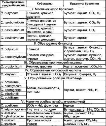 Роль бактерий в жизни человека