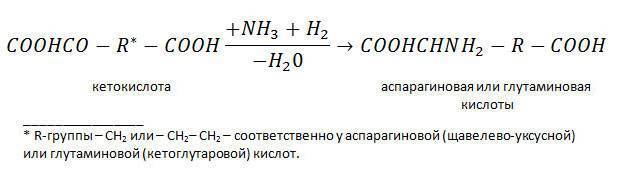 Бактерии и их роль в природе и круговороте веществ
