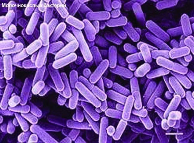 Особенности питания бактерий-хемосинтетиков