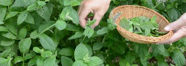 Травы, противопоказанные при беременности. противопоказанные травы при беременности