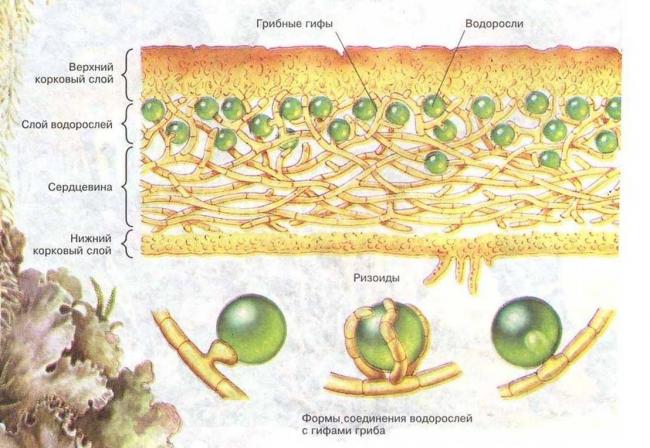Азотфиксирующие бактерии: среда обитания, функции