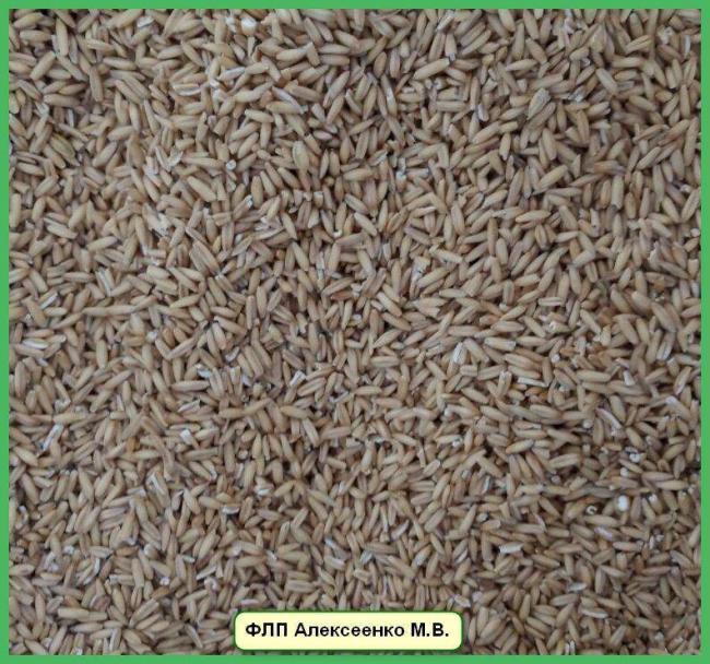 Как правильно сделать отвар от кашля из овса