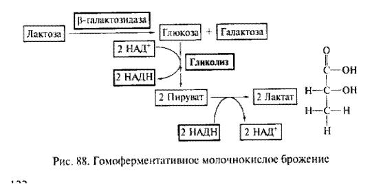 Польза и вред бактерий для человеческого организма