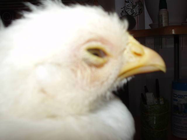 Альбен описание, характеристика и инструкция по применению препарата для кошек