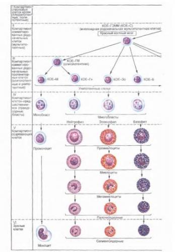 Стволовая_клетка : definition of стволовая_клетка and synonyms of стволовая_клетка (russian)