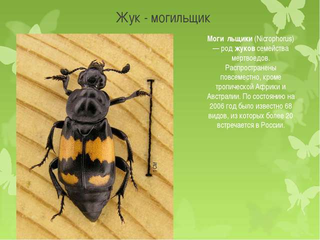 Распространение микроорганизмов в природе