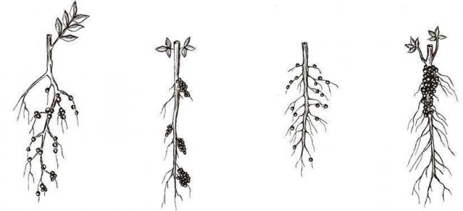 Азот почвы. круговорот азота в природе. биологическое связывание азота микробами-азотфиксаторами