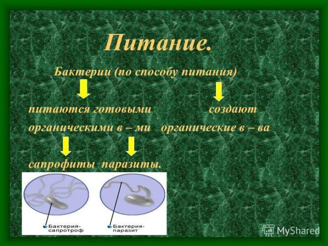Урок биологии в 6 классе "распространение бактерий. значение бактерий в природе и жизни человека"