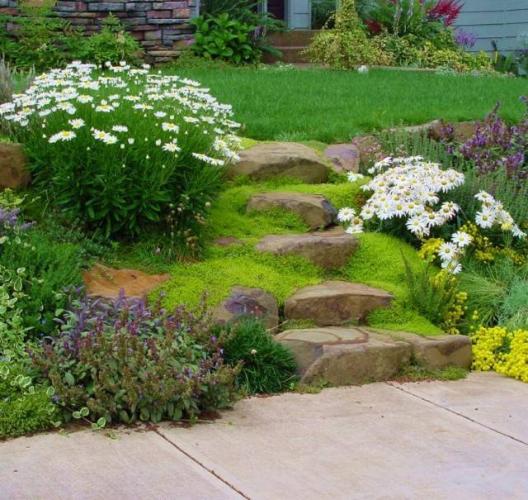 Стоит ли применять сок каланхоэ в лечении насморка у детей?