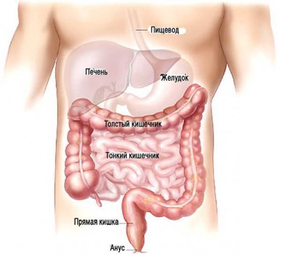 Желудочные бактерии: прогнать нельзя оставить?