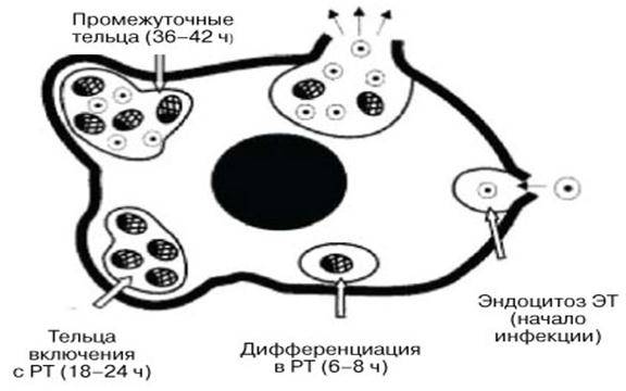 Цитоплазма. функции цитоплазмы. строение цитоплазмы.