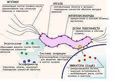 Симптомы и лечения бактерии хеликобактер пилори (helicobacter pylori)