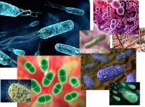 Тинкториальные свойства бактерий. методы окраски