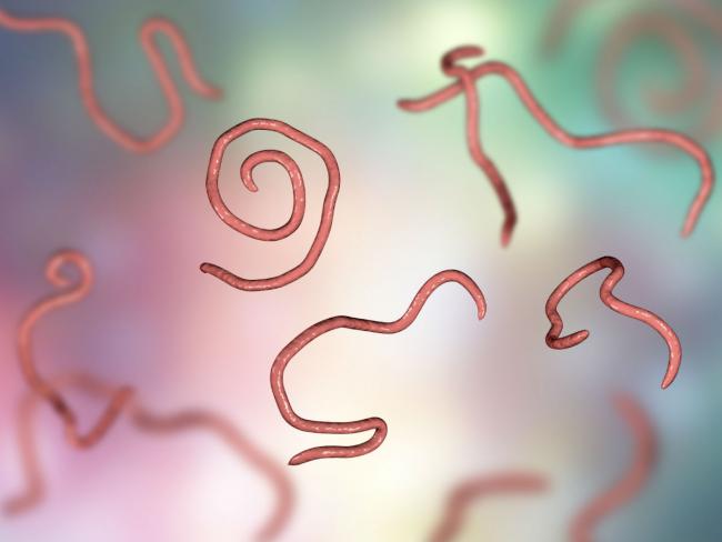 Очищение организма от паразитов – средства и препараты