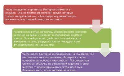 Зачем нужны и чем опасны бактерии для желудка