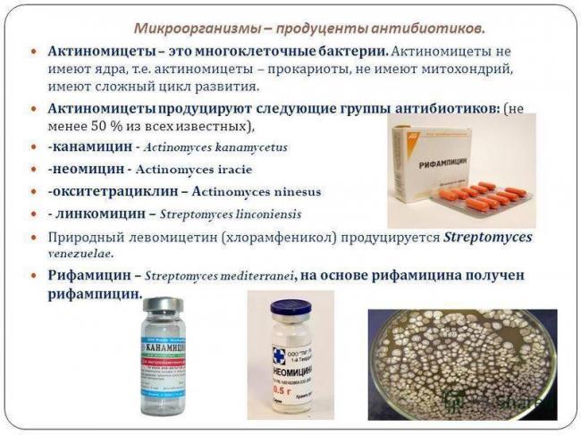 Современные антибиотики, против каких бактерий их применять